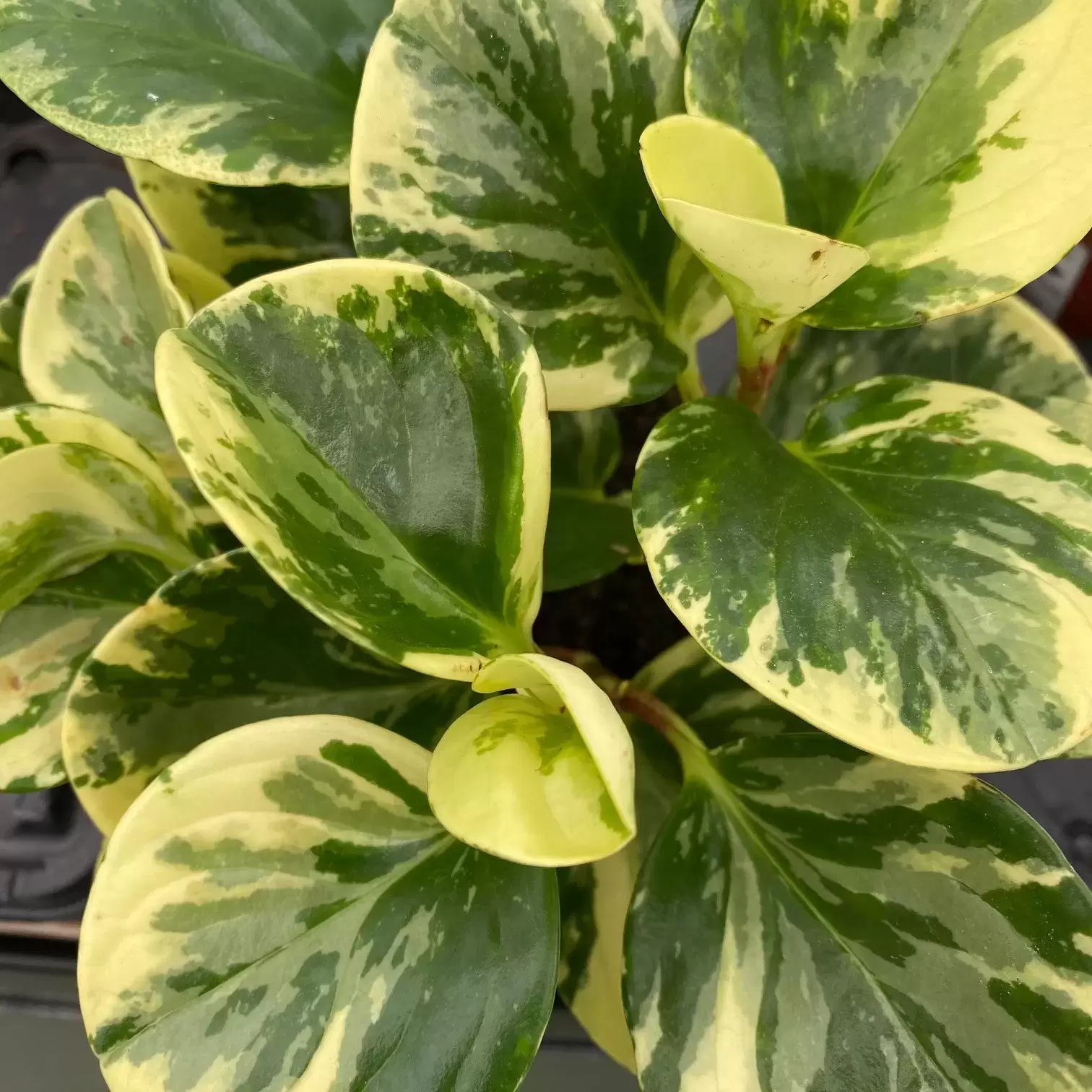 Peperomia obtusifolia 'Green Gold' 11cm - Cowell's Garden Centre ...