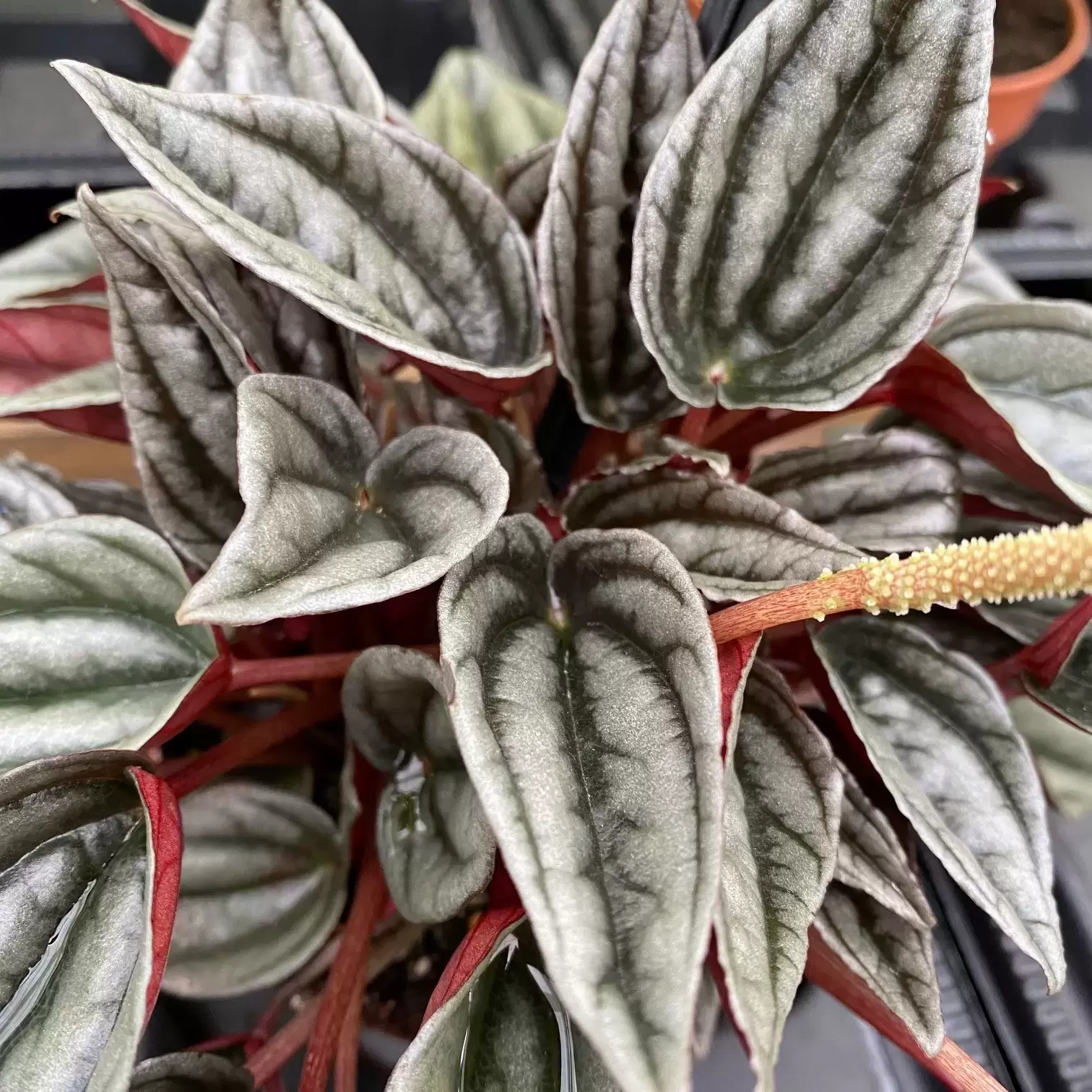 Peperomia caperata 'Mendoza' 11cm - Cowell's Garden Centre | Woolsington