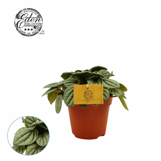 Peperomia 'Mistique'