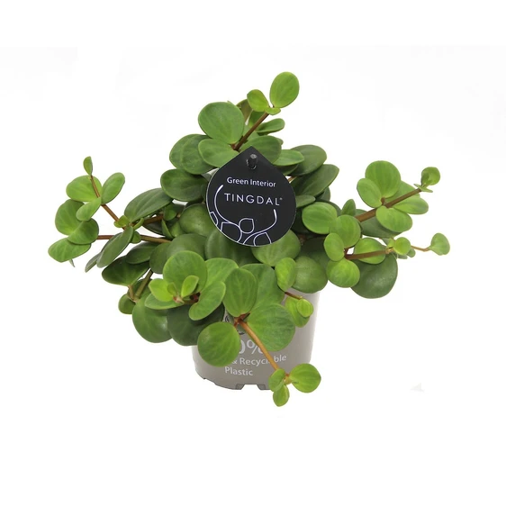 Peperomia pecunifolia 'Pecunii'