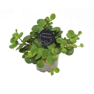 Peperomia pecunifolia 'Pecunii'