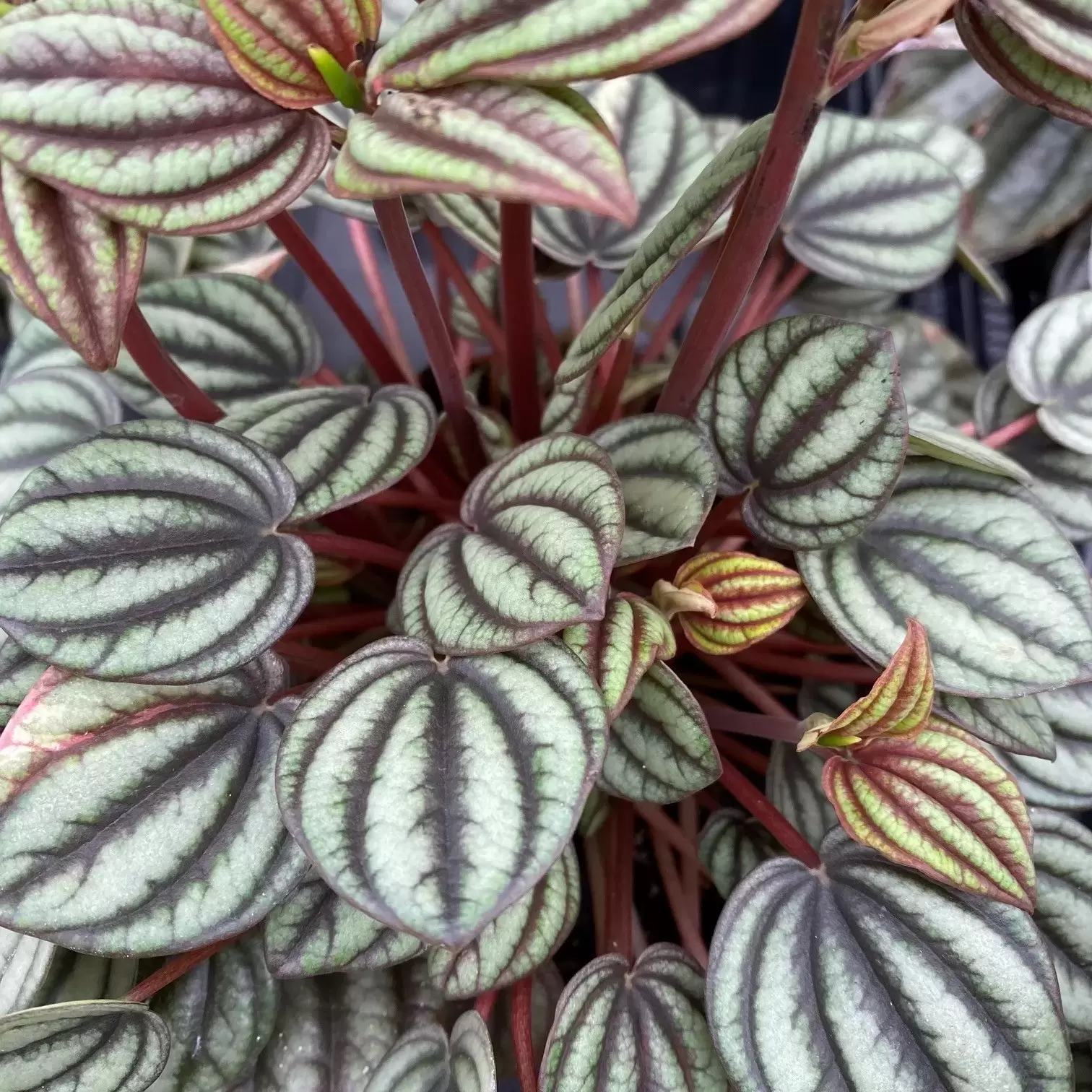 Peperomia 'Piccolo Banda' 11cm - Cowell's Garden Centre | Woolsington