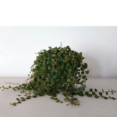 Peperomia prostrata - String of Turtles 11cm - image 2