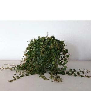 Peperomia prostrata - String of Turtles 11cm - image 2