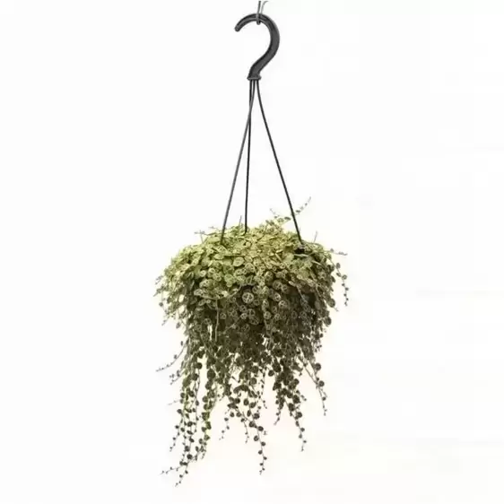 Peperomia prostrata - String of Turtles 14cm hanging - image 2