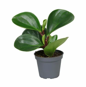 Peperomia 'Red Canyon'