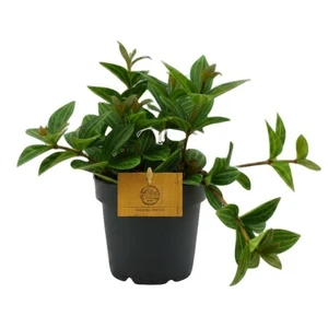 Peperomia 'Rocca Alto'