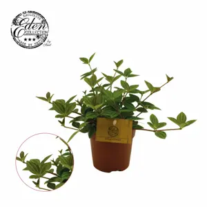 Peperomia 'Rocca Vivace'