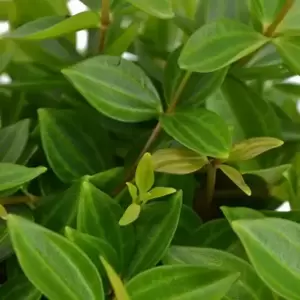 Peperomia angulata 'Rocca Vivace' - image 2