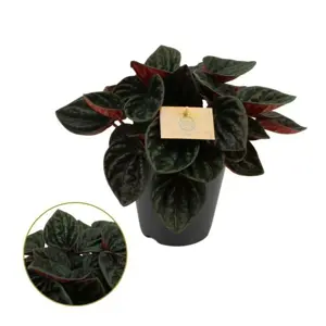 Peperomia 'Rojo Grande'