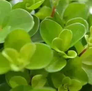 Peperomia rotundifolia - Rondo Venetiano 15cm Hanging Pot - image 1