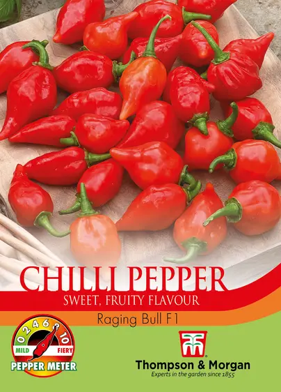 Pepper (Chilli) Raging Bull - image 1