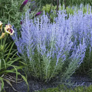 Picture Credit - Walters Gardens, Inc