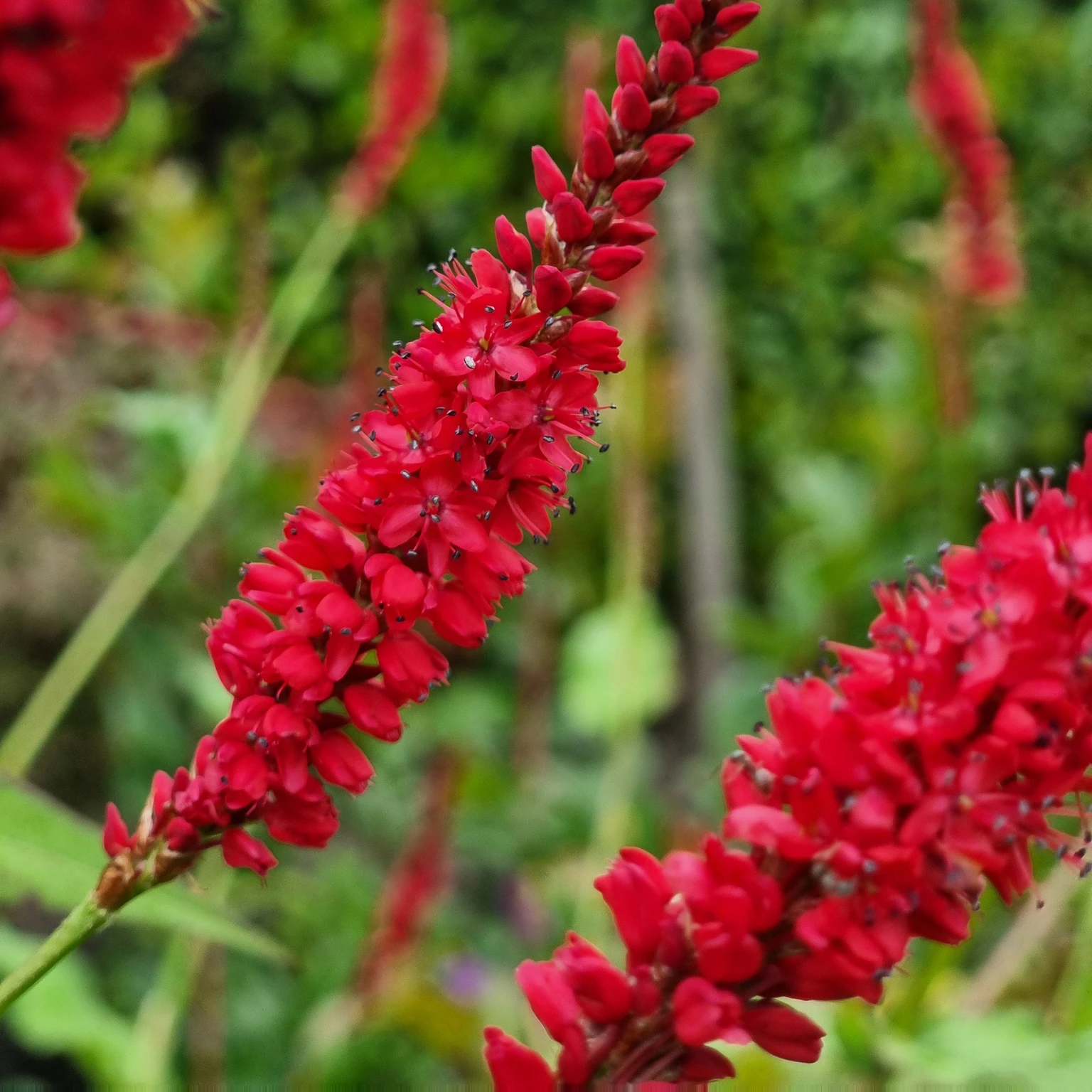 Persicaria amplexicaulis 'Bloody Mary' - Cowell's Garden Centre ...