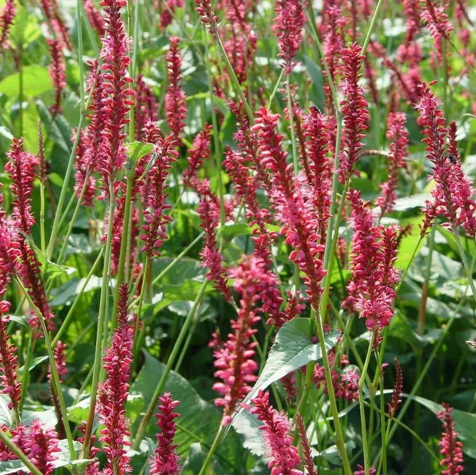 Persicaria amplexicaulis 'Seven Oaks Village' 3L - Cowell's Garden ...