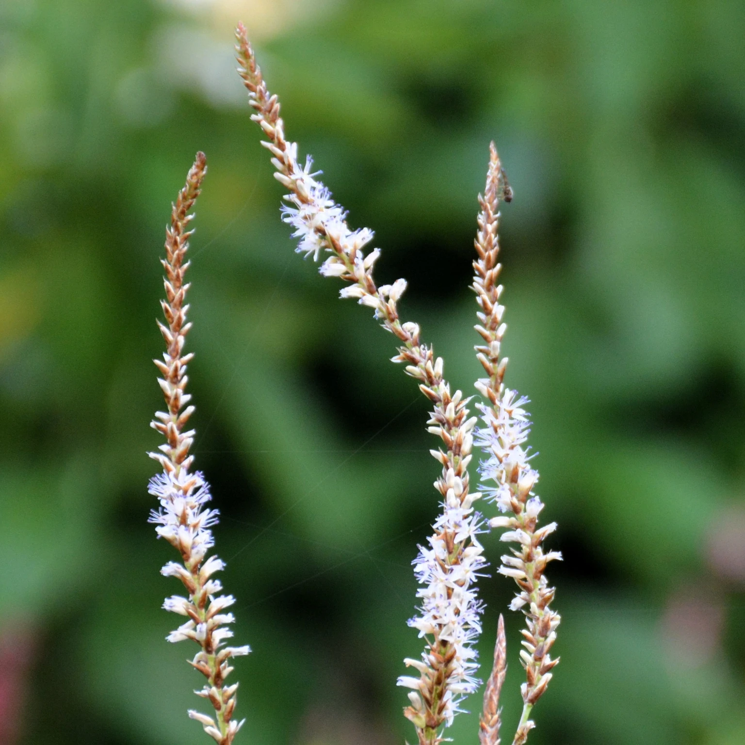 Persicaria Amplexicaulis 'white Eastfield' 3l - Cowell's Garden Centre 