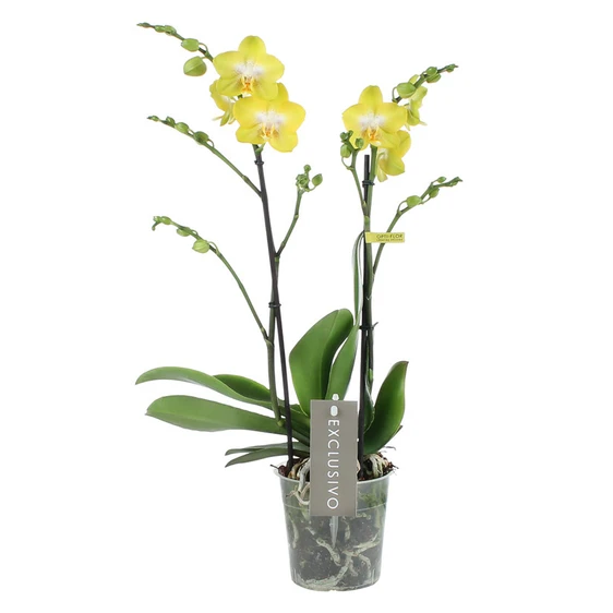 Phalaenopsis Exclusivo 'Arezzo' - image 2