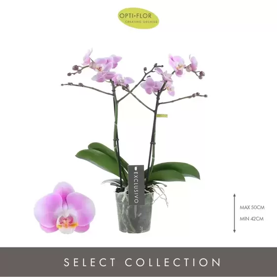 Phalaenopsis Exclusivo 'Elegance' - image 1