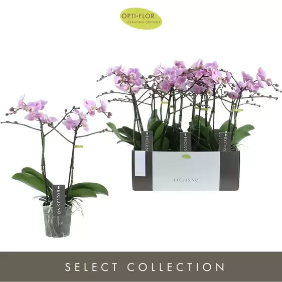 Phalaenopsis Exclusivo 'Elegance' - image 2