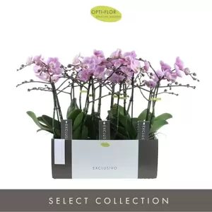 Phalaenopsis Exclusivo 'Elegance' - image 3