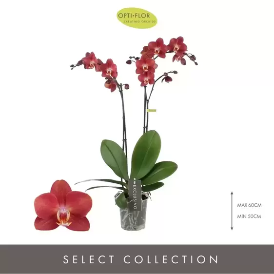 Phalaenopsis Exclusivo 'Horizon' - image 1