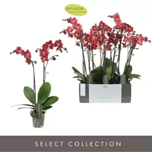 Phalaenopsis Exclusivo 'Horizon' - image 2