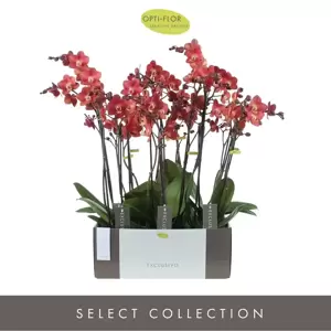 Phalaenopsis Exclusivo 'Horizon' - image 3