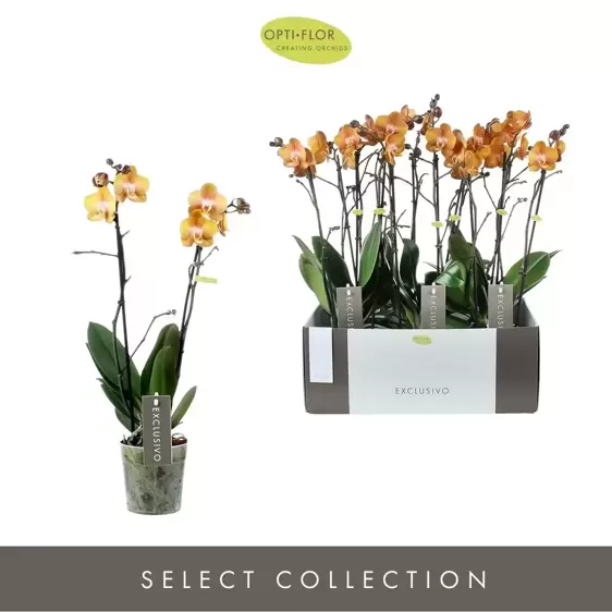 Phalaenopsis Exclusivo 'Las Vegas' - image 2