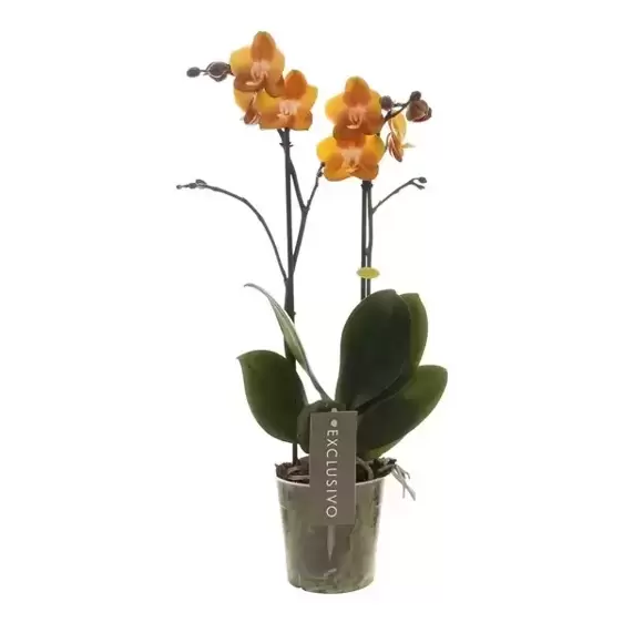 Phalaenopsis Exclusivo 'Las Vegas' - image 3