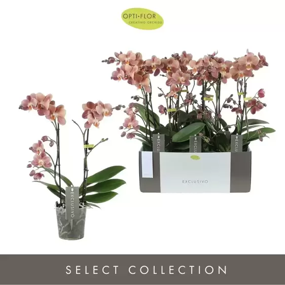 Phalaenopsis Exclusivo 'Monaco' 2 Stem - image 2