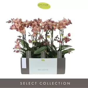 Phalaenopsis Exclusivo 'Monaco' 2 Stem - image 3