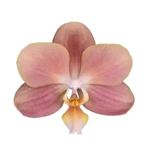 Phalaenopsis Exclusivo 'Monaco' 2 Stem - image 4