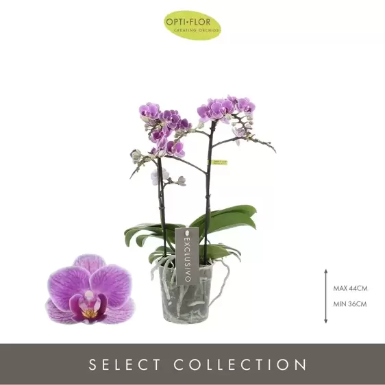 Phalaenopsis Exclusivo 'Violet Queen' 2 Stems - image 1