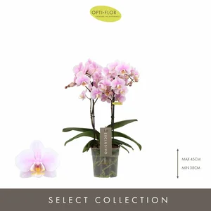 Phalaenopsis Exclusivo 'Yei' - image 1