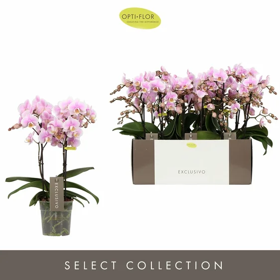 Phalaenopsis Exclusivo 'Yei' - image 2