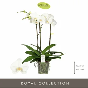 Phalaenopsis Fortuno 'Largo' - image 1