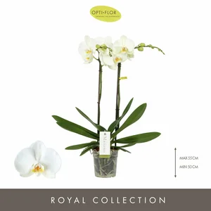 Phalaenopsis Maistro 'Bach' - image 1