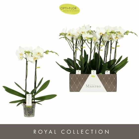 Phalaenopsis Maistro 'Bach' - image 2