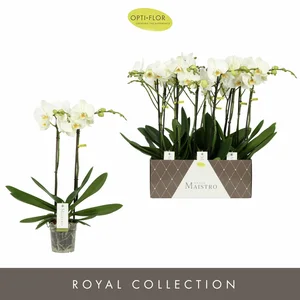 Phalaenopsis Maistro 'Bach' - image 2