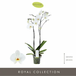 Phalaenopsis Maistro 'Beethoven' - image 1