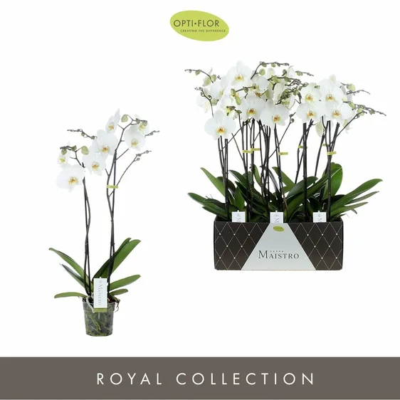 Phalaenopsis Maistro 'Beethoven' - image 2