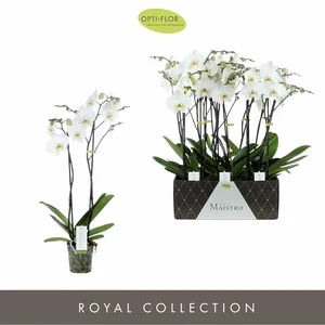 Phalaenopsis Maistro 'Beethoven' - image 2