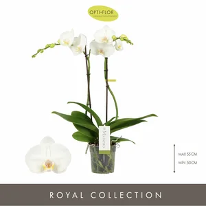 Phalaenopsis Maistro 'Mozart' - image 1