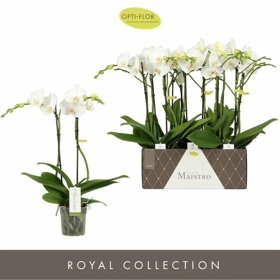 Phalaenopsis Maistro 'Mozart' - image 2