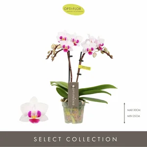 Phalaenopsis Optifriend 'Alice' - image 1