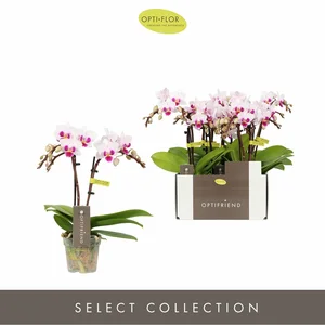 Phalaenopsis Optifriend 'Alice' - image 2