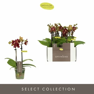 Phalaenopsis Optifriend 'Esmee' - image 2