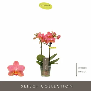 Phalaenopsis Optifriend 'Gwen' - image 1