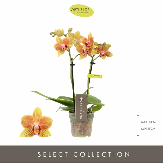 Phalaenopsis Optifriend 'Indy' - image 1