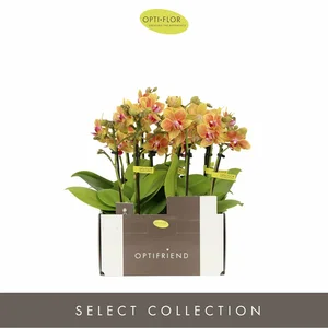 Phalaenopsis Optifriend 'Indy' - image 3